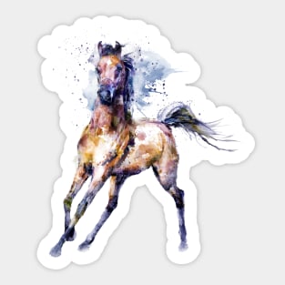 Watercolor Arabian Horse Sticker